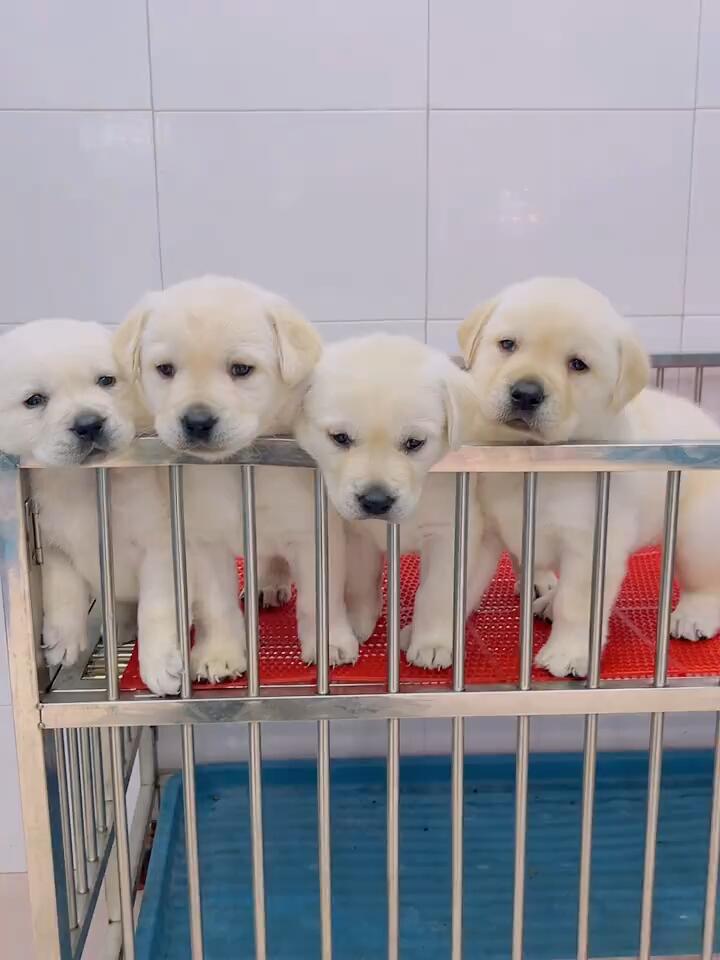 纯种拉布拉多幼犬公母都有